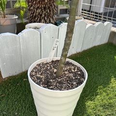 プルメリア③の画像