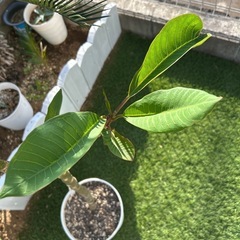 プルメリア③の画像