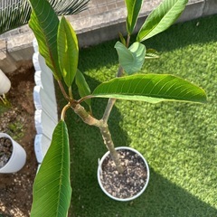 プルメリア③の画像