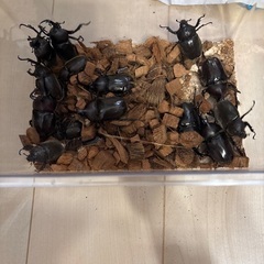 カブトムシ 今日こんなに羽化してしまいました･･･