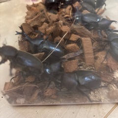 カブトムシ の画像