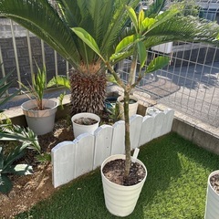 プルメリア④