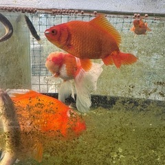 金魚、メダカ水槽一式の画像