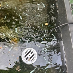金魚、メダカ水槽一式の画像