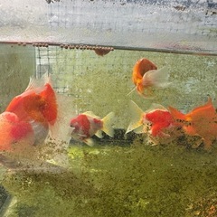 金魚、メダカ水槽一式の画像