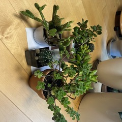 サボテンなど植物