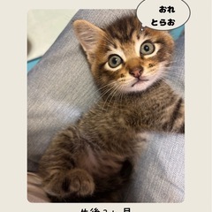 💖とらお里親様募集💖