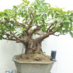 ウスクガジュマルの画像