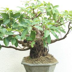 ウスクガジュマルの画像