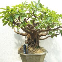 ウスクガジュマルの画像