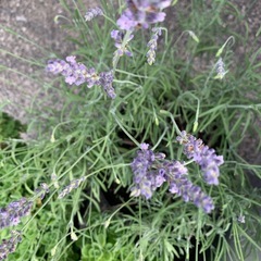 ガーデニング　ラベンダー苗の画像