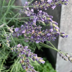 ガーデニング　ラベンダー苗の画像