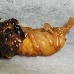 　※在庫【Sサイズ・カブト虫】【オス】　　蛹→成虫　観察キット　...