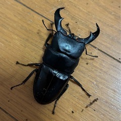 アマミヒラタクワガタペア　オス大型　
