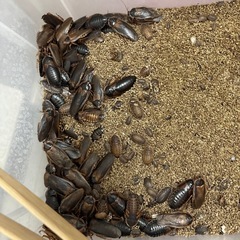 閲覧注意！爬虫類　餌ゴキブリ　デュビアの画像