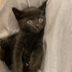 里親さん決まりました　黒色がとても綺麗な男の子 - 猫