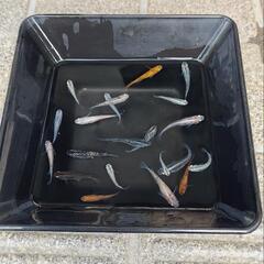 ミックスメダカ若魚20匹以上(02)の画像