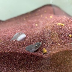 うなぎ　アクアリウム　日淡