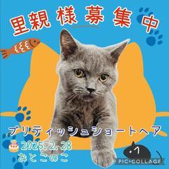 【お話し中】💙🩵ブリティッシュショートヘア🩵おとこのこ💙🎂202...