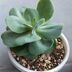 ランキングキーワードに紐づく投稿画像-多肉植物
