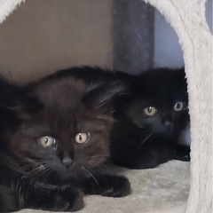 里親さん決まりました　とても珍しい黒猫長毛くん - 猫