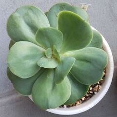<<大型>>【多肉植物】径15cmエケベリア『ピーチブリデ』（PBD500A）の画像