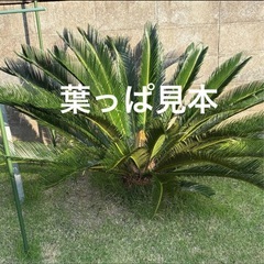ソテツの画像
