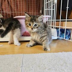 キジトラ🍀2ヶ月メス