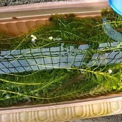 アナカリス　金魚　メダカ　の画像