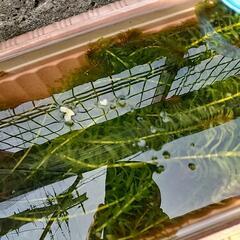 アナカリス　金魚　メダカ　の画像