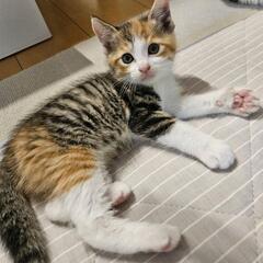 三毛猫🍀2ヶ月メス