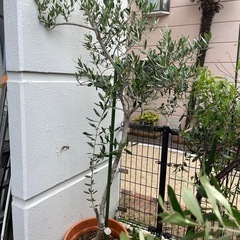 オリーブ鉢植えの画像