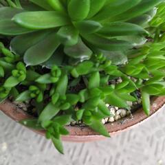 多肉植物の画像