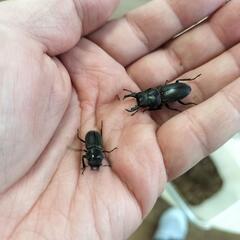 チビクワ　オス・メス