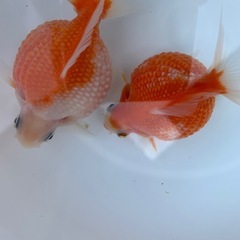 ピンポンパールの稚魚の画像