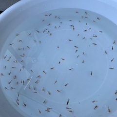 ピンポンパールの稚魚の画像