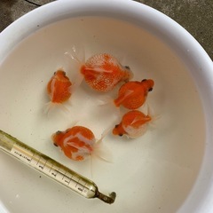 ピンポンパールの稚魚の画像