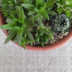多肉植物の画像