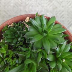 多肉植物の画像