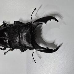テイオウヒラタクワガタ　♂♀ペア🎵の画像