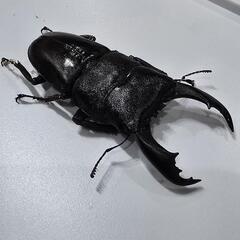 テイオウヒラタクワガタ　♂♀ペア🎵の画像