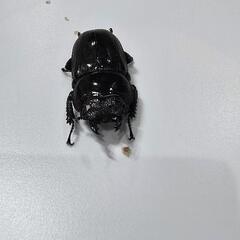 テイオウヒラタクワガタ　♂♀ペア🎵の画像