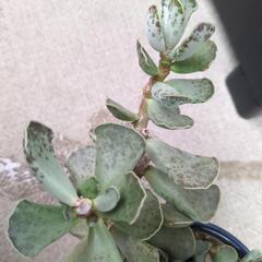 多肉植物　アドロミスクスの画像