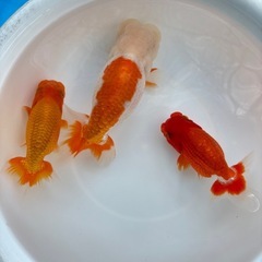 金魚 ★らんちゅう 稚魚★ ‪☆写真全部で800円 ‪☆    1.5～3cmの画像