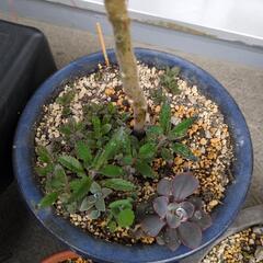 多肉植物　月兎耳の画像