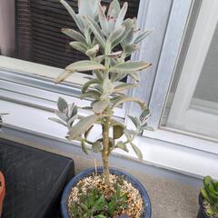 多肉植物　月兎耳