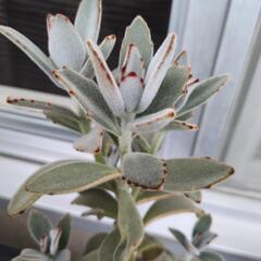 多肉植物　月兎耳の画像