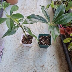 八重咲きアラマンダ　植物の画像