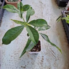八重咲きアラマンダ　植物の画像