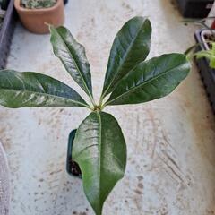 八重咲きアラマンダ　植物の画像